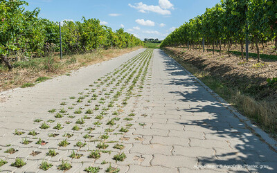 Pflaster befahrbar mit Traktor und landwirtschaftlichem Verkehr