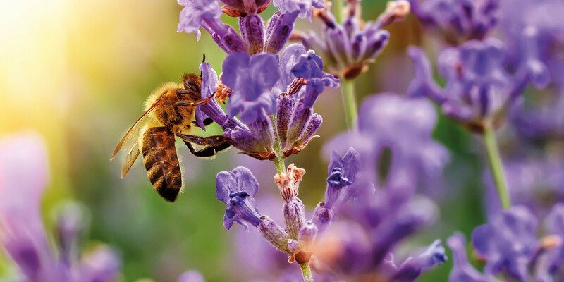Lavendel Bienen