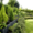 Grau strukturierte Pflanzmauer im Garten mit Hecken und Rasen