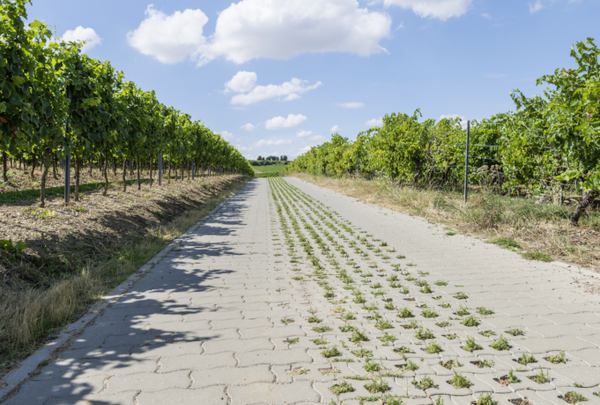 Agro-Pflaster auf landwirtschaftlichem Weg zwischen Weinreihen, mit Grasfugen und hellem Belag