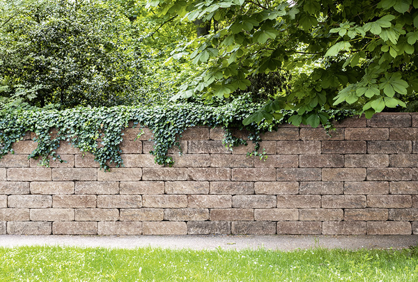 Mauer aus Steinquadern mit Efeu im Garten